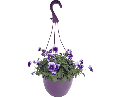 Hornveilchen Ampel FloraSelf Viola cornuta Ø 25 cm Topf