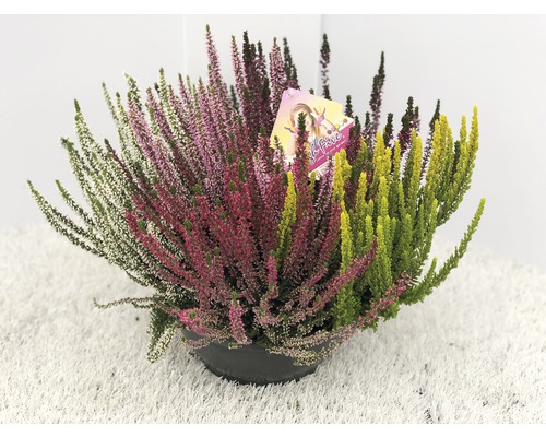 Knospenheide FloraSelf Calluna vulgaris 'Beauty Ladies High Five' Ø 23 cm Topf versch. Sorten, Farben