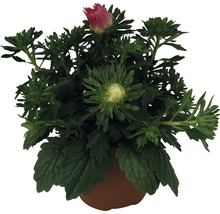 Aster im Topf mit Knospen und Blüten