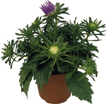 Topfblume mit lila Blüte und grünen Blättern