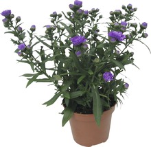 Topfastern mit lila Blüten im Topf