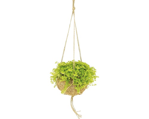 Kokodama-Ampel Kanonierblume FloraSelf Pilea depressa H 25-30 cm Ø 15 cm Topf Hängepflanze mit grünen Blättern in einem Kokosfasertopf mit Aufhängung