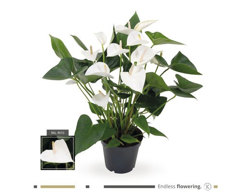 Flamingoblume/ Anthurie weiß FloraSelf Anthurium andreanum H ca. 50 cm Ø 17 cm Topf Anthurie im Topf mit weißen Blüten und grünen Blättern
