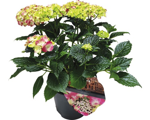 Hortensie im Topf