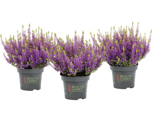 Drei Topfblumen mit lila Blüten der Besenheide