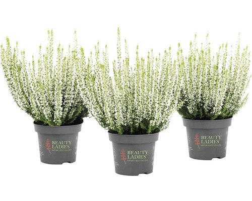 Drei Topfblumen Besenheide mit weißen Blüten
