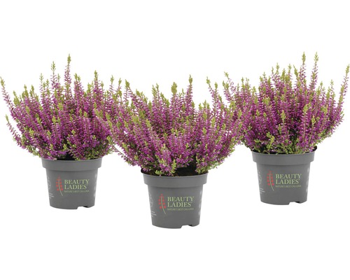 Drei Topf-Heidepflanzen mit lila Blüten