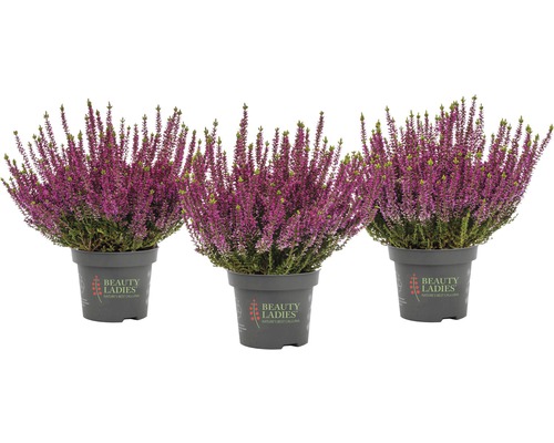 Drei Topfheiden mit violetten Blüten