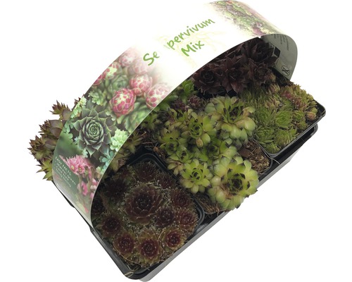 Dachwurz Mix im Topf