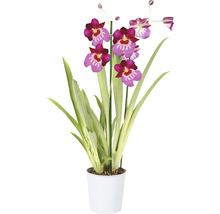 Stiefmütterchen-Orchidee FloraSelf Miltonia 'Newton Falls' H 40-50 cm Ø 12 cm Topf 2 Rispen-thumb-1
