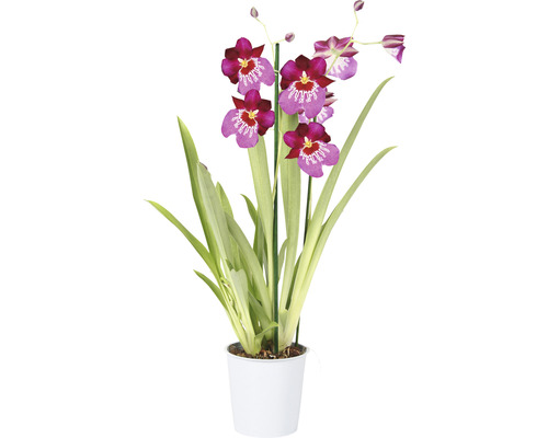 Miltonia Orchidee in einem Topf