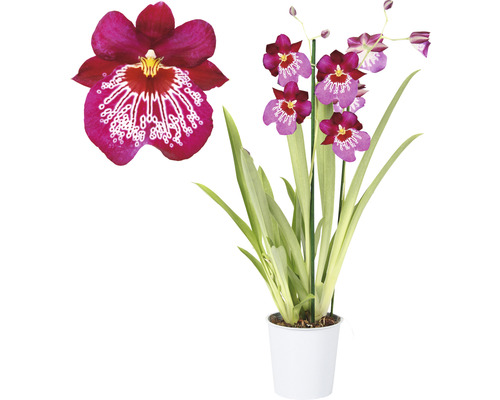 Stiefmütterchen-Orchidee FloraSelf Miltonia 'Newton Falls' H 40-50 cm Ø 12 cm Topf 2 Rispen-0