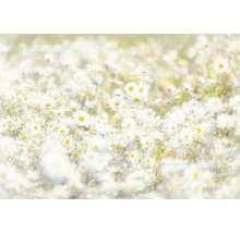 Feld mit Gänseblümchen