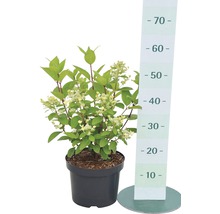 Rispenhortensie im Topf mit Größenangabe
