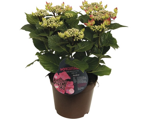 Kardinal Hortensie im Topf mit grünen Blättern und Blütenknospen