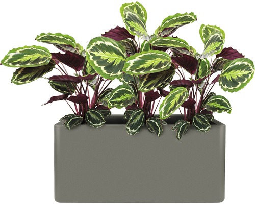 Gebetspflanze im rechteckigen Pflanzgefäß