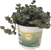 Kriechendes Schönpolster PetSnack FloraSelf Callisia repens H 15-17 cm Ø 12 cm Topf
