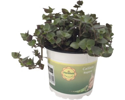 Kriechendes Schönpolster PetSnack FloraSelf Callisia repens H 15-17 cm Ø 12 cm Topf Callisia Repens Zimmerpflanze im Topf