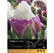 Blumenzwiebel Tulpe 'Ice Cream' rosa 3 Stk