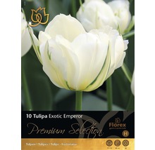 Blumenzwiebel Tulpe 'Exotic Emperor' creme 10 Stk