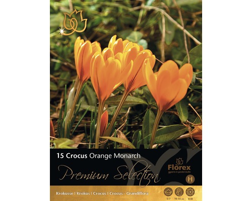 Botanische Krokuszwiebeln 'Orange Monarch' - 10 Stück, Winterhart, Blüte Februar-März