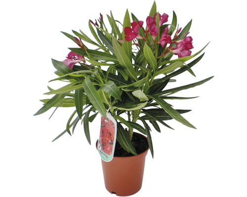 Oleander FloraSelf Nerium oleander H 20-25 cm Ø 14 cm Topf busch versch. Farben