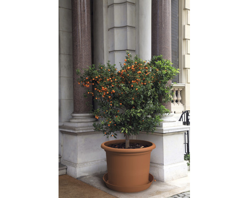 Mandarinenbaum im Pflanzgefäß