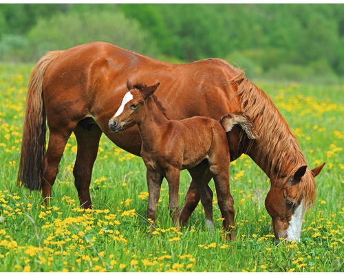 Fototapete Vlies 16076 Horses 5-tlg. 250 x 180 cm