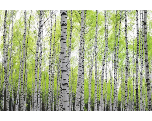 Fototapete Vlies 16077 Birch Forest 5-tlg. 250 x 180 cm