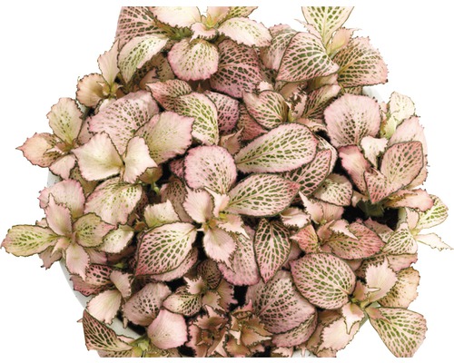 Fittonia Zimmerpflanze mit rosa Blattmuster