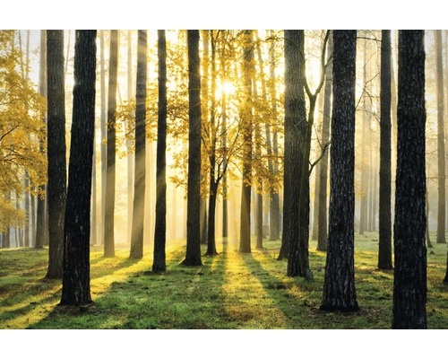 Fototapete Vlies 18029 Sunny Forest 7-tlg. 350 x 260 cm