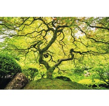 Japanischer Ahornbaum im Garten