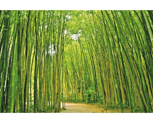 Fototapete Vlies 18046 Bamboo Forest 7-tlg. 350 x 260 cm