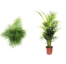 Palme in Zimmerpflanzen