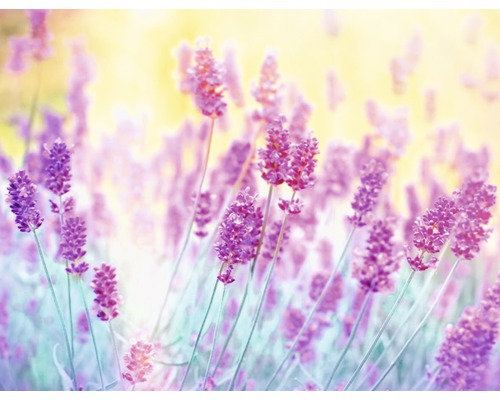 Fototapete Vlies 18062 Lavender Flower 7-tlg. 350 x 260 cm