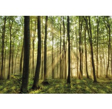 Wald mit Bäumen und Sonnenstrahlen