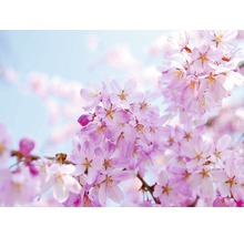 Nahaufnahme von rosa Kirschblüten vor blauem Himmel