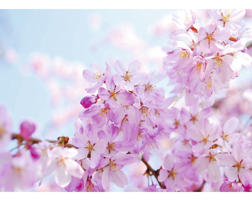 Fototapete Vlies 18293 Cherry Blossom 7-tlg. 350 x 260 cm
