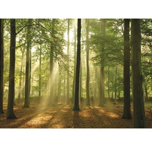 Waldszene mit Sonnenstrahlen und Laub auf dem Waldboden