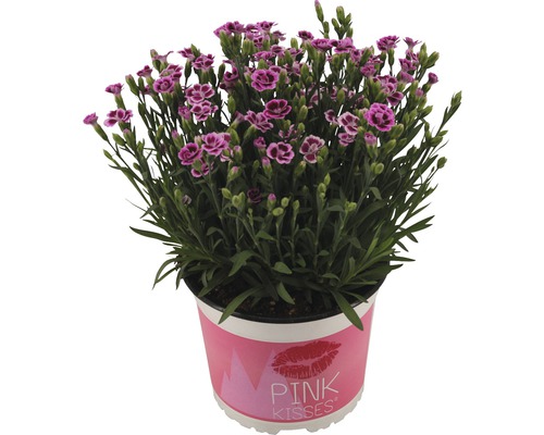 Nelke FloraSelf Dianthus caryophyllus 'Pink Kisses' Ø 17 cm Topf