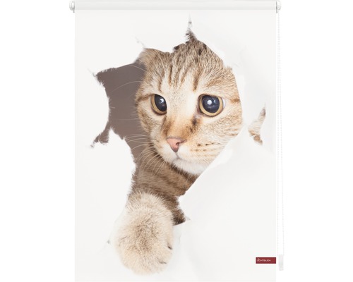 Rollo mit Katzenmotiv, das durch ein Loch schaut