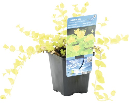 Kriechender Günsel ''Goldener Pfennigkraut'' im Topf