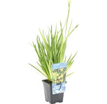 Sisyrinchium-Pflanze im Topf