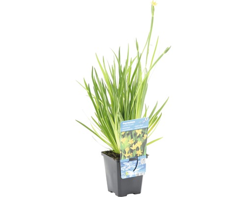Sisyrinchium-Pflanze im Topf