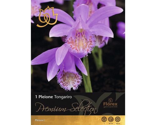 Blumenzwiebel Tibetorchidee 'Tongariro' 1 Stk