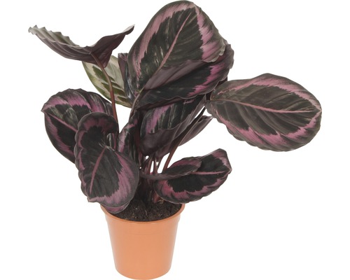 Korbmarante FloraSelf Calathea Cultivars 'Suprise Star' H 30-40 cm Ø 14 cm Topf