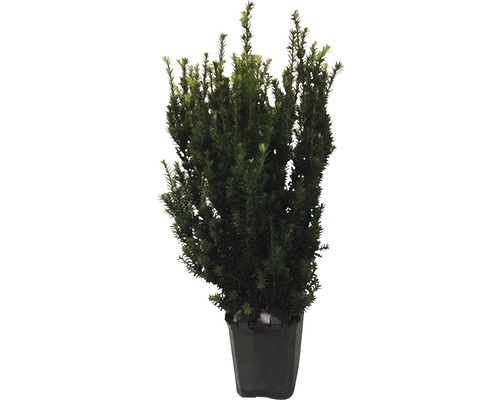 Männliche, nicht-fruchtende Bechereibe FloraSelf Taxus media 'Hillii' H 60-80 cm ClickCo