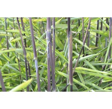 Schwarzer Gartenbambus Fargesia nitidia 'Black Pearl' H 100-125 cm Co 15 L