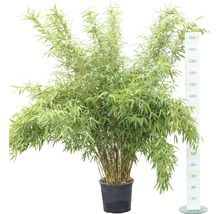 Gartenbambus Fargesia murielae ‘Panda' H 100-125 cm Co 15 L
