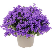 Glockenblume FloraSelf Campanula portenschlagiana 'Intens Purple' Ø 12 cm Topf-thumb-0